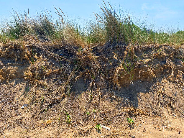 Marram Grass Roots