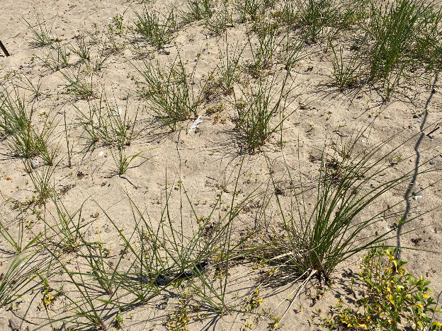 Marram Grass Seedlings