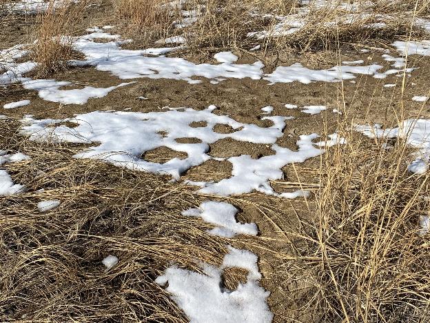 Loyola Dunes - Winter