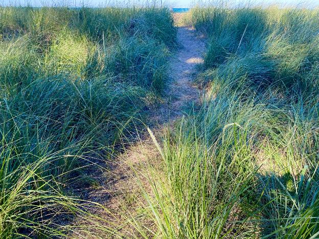 Loyola Dunes - Summer