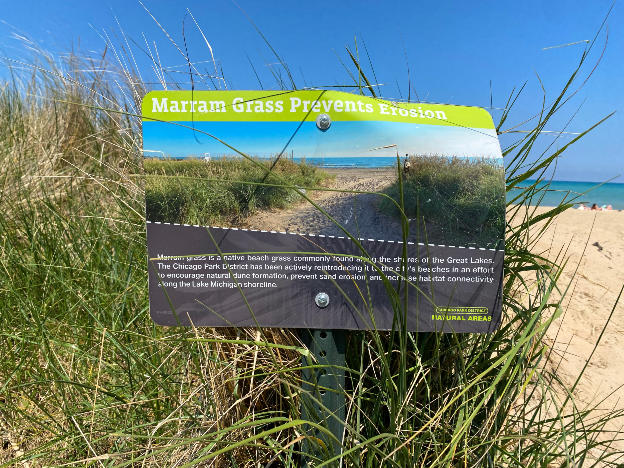 Marram Grasses