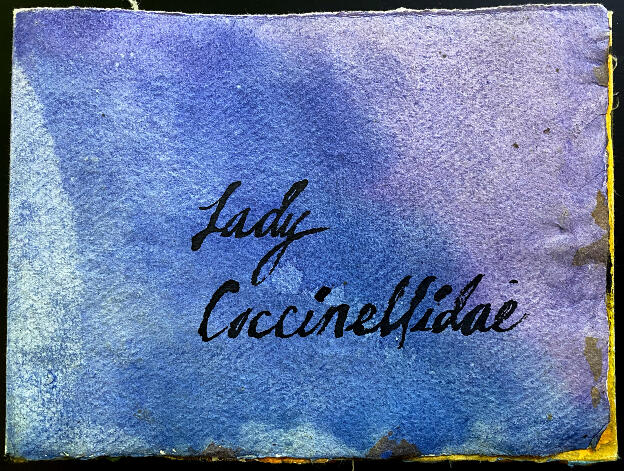 Lady Coccinellidae - Cover