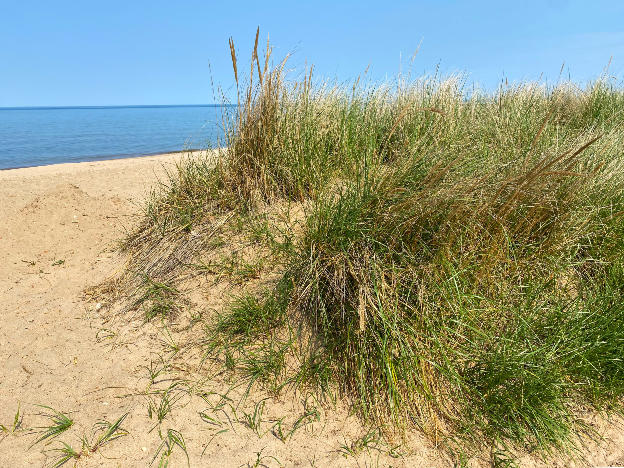 Dunes Restoration