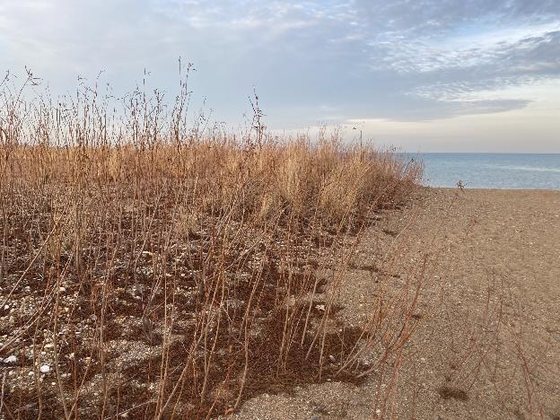 Loyola Dunes - Autumn